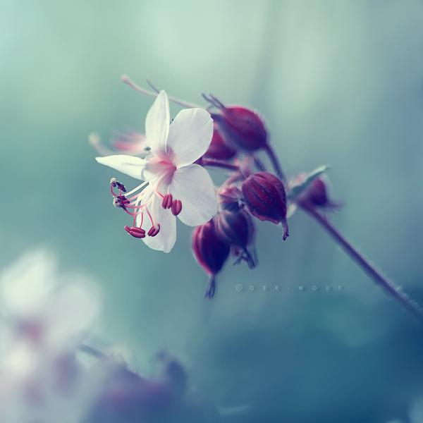 beautiful-flower-love-photos-by-oer-wout-18jun2012-3817.jpg